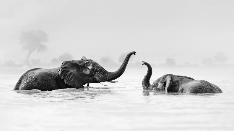 African Elephants play at a waterhole (16-9)